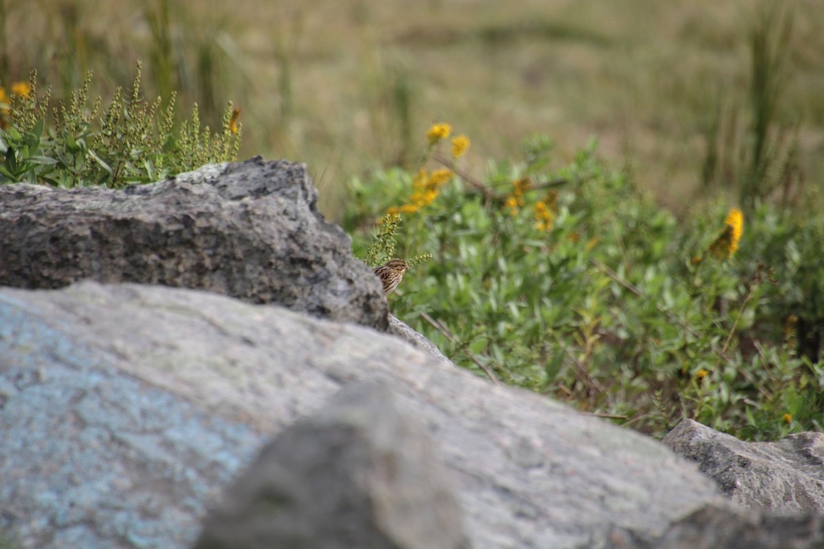 Savannah Sparrow (Savannah) - Samuel Harris