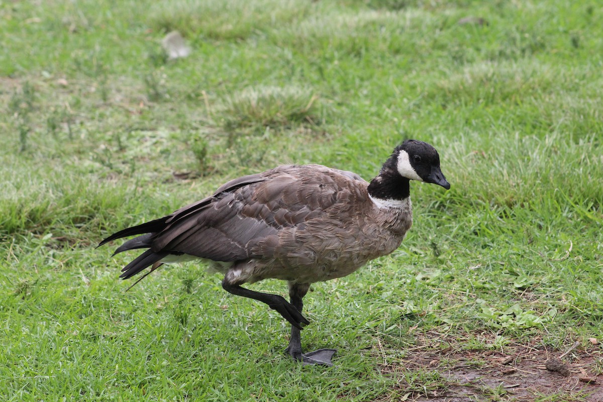 Cackling Goose - ML624135858