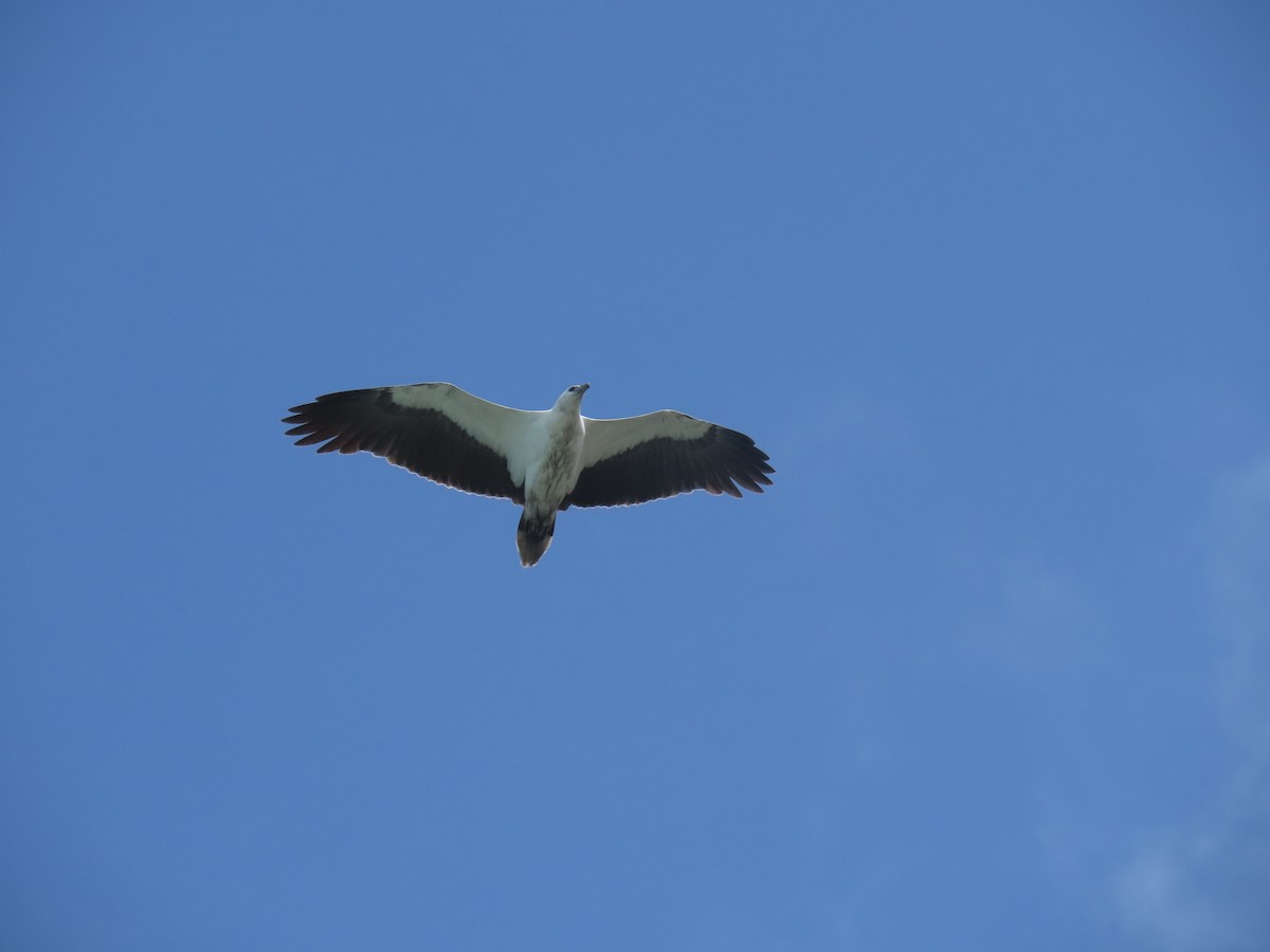 White-bellied Sea-Eagle - ML624135860