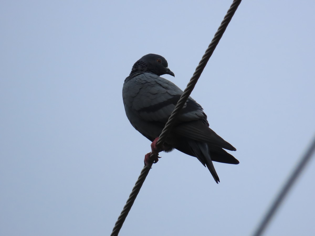 Rock Pigeon (Feral Pigeon) - ML624135861