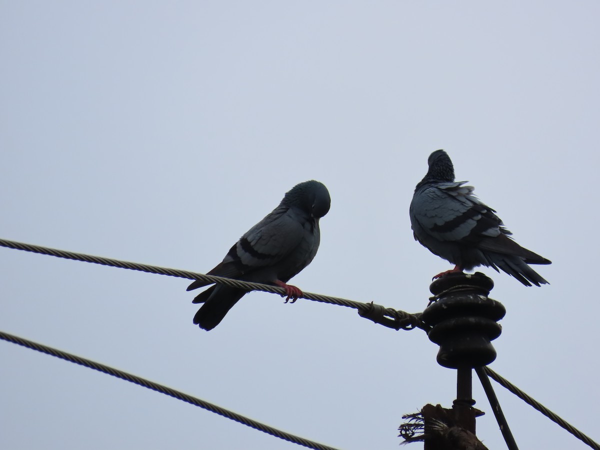 Rock Pigeon (Feral Pigeon) - ML624135866