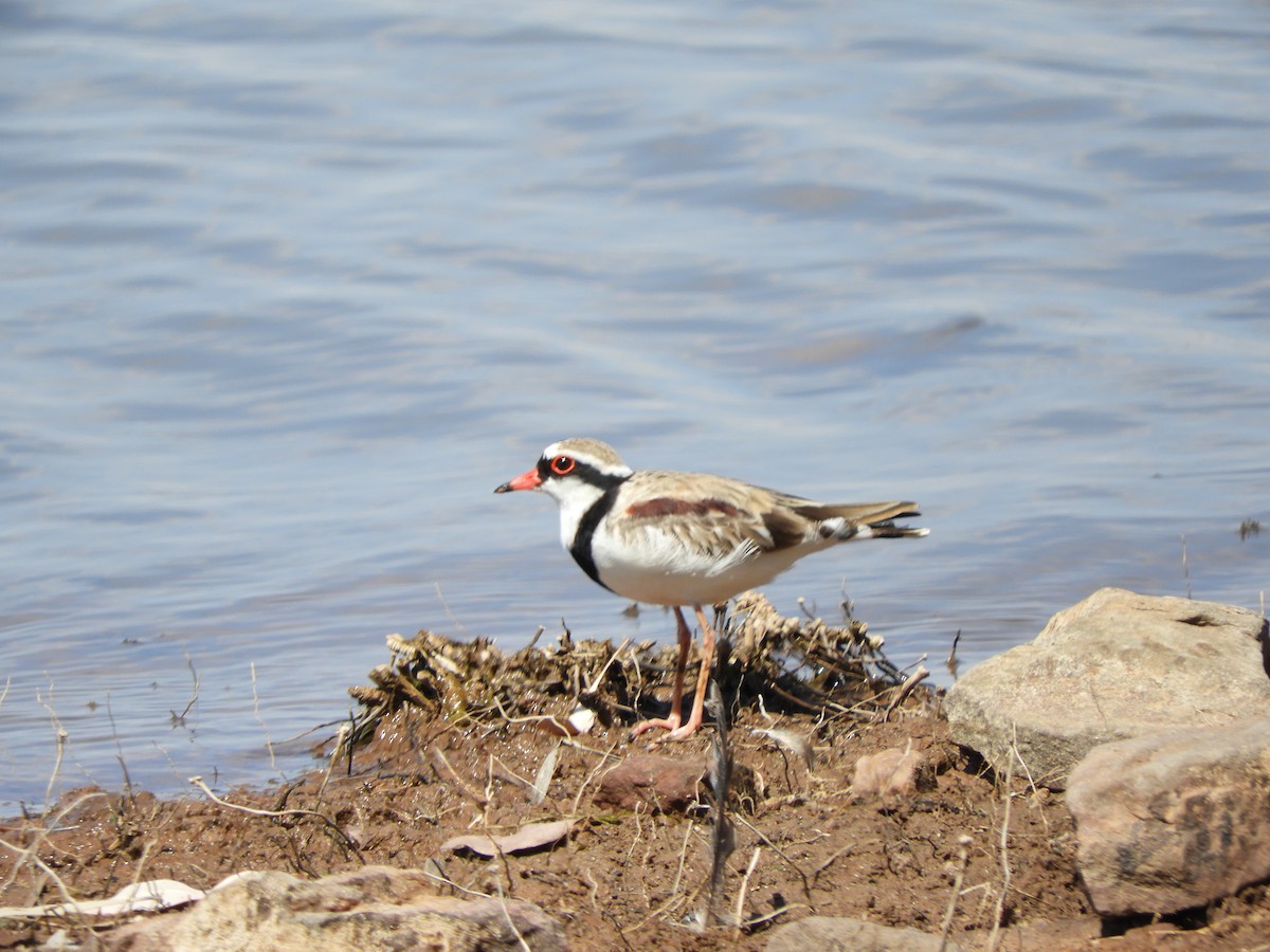 Black-fronted Dotterel - ML624135883