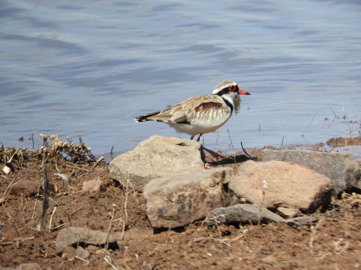 Black-fronted Dotterel - ML624135886