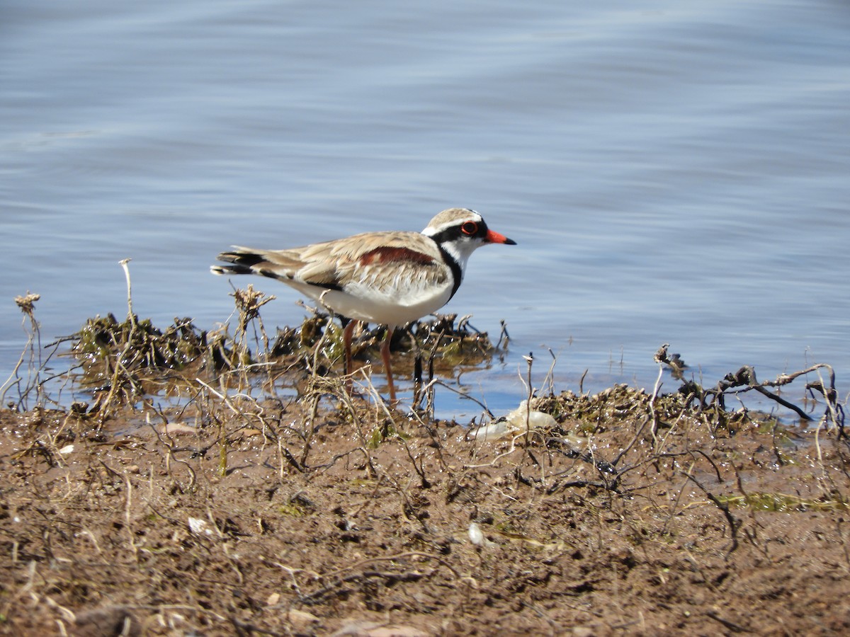 Black-fronted Dotterel - ML624135887