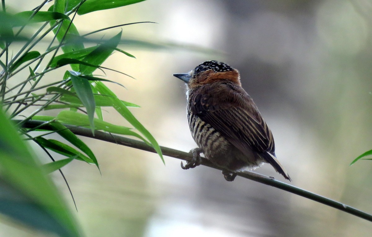 Ochre-collared Piculet - ML624135894