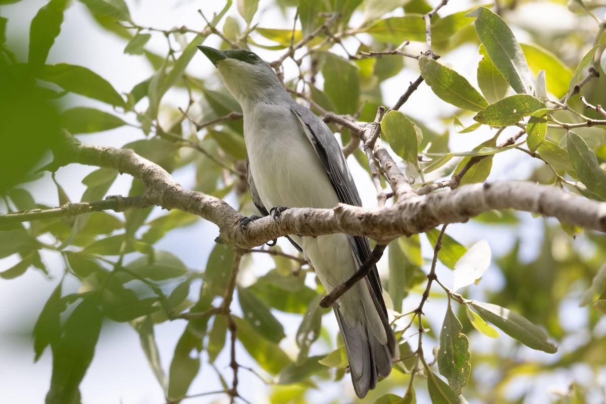 White-bellied Cuckooshrike - ML624135895