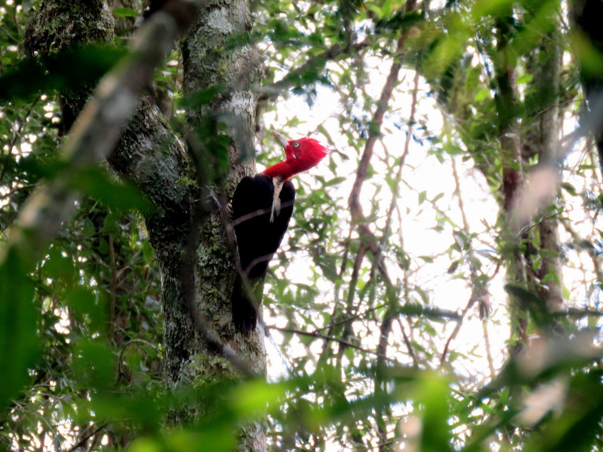 Robust Woodpecker - ML624135898