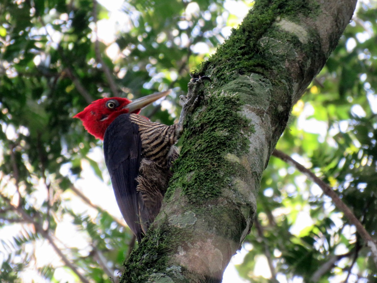 Robust Woodpecker - ML624135899