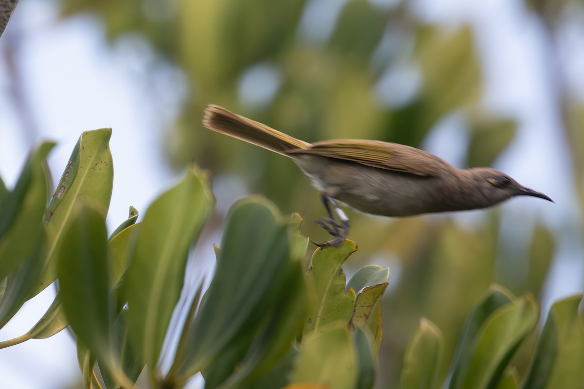 Brown Honeyeater - ML624135900