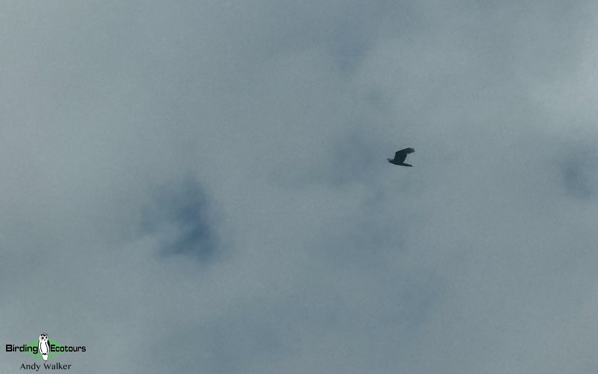 Papuan Harrier - ML624135902