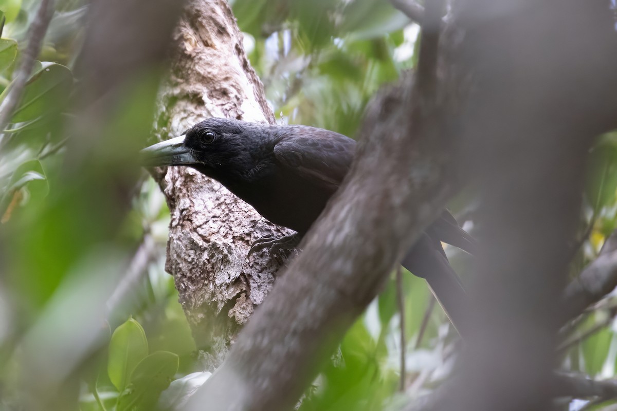 Black Butcherbird - ML624135905