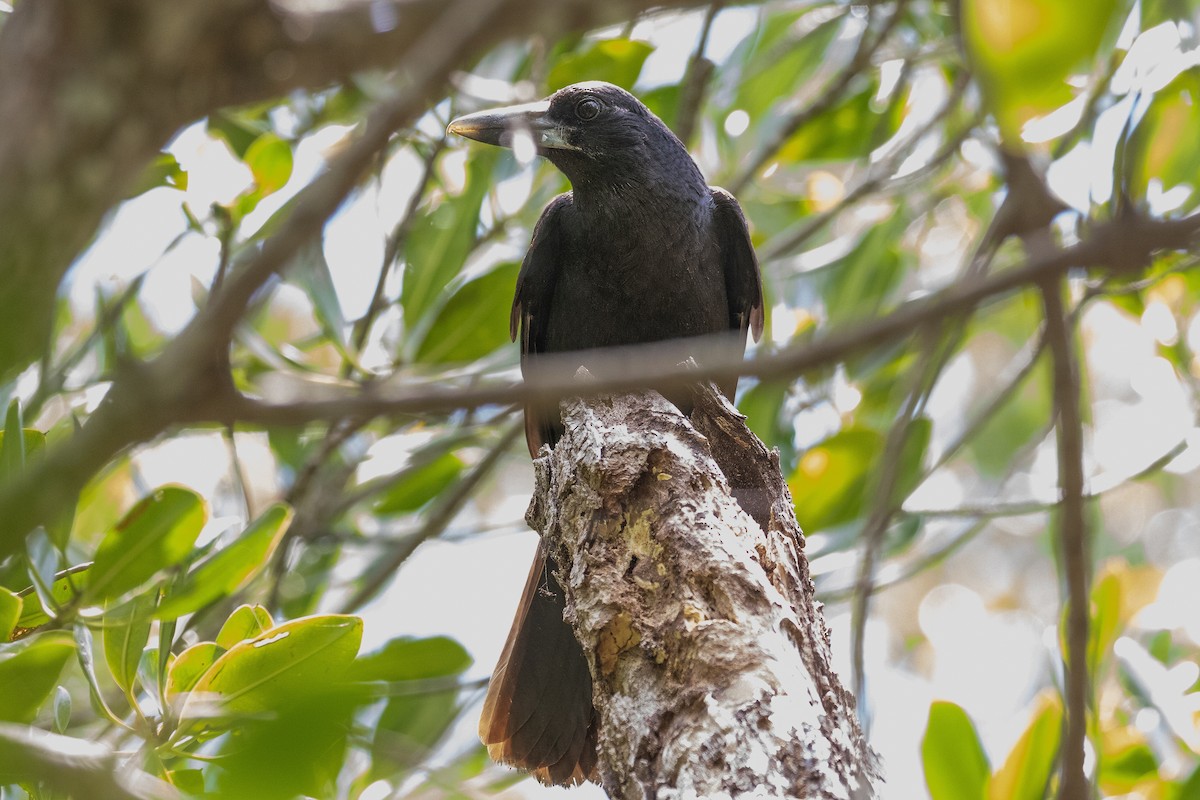 Black Butcherbird - ML624135906