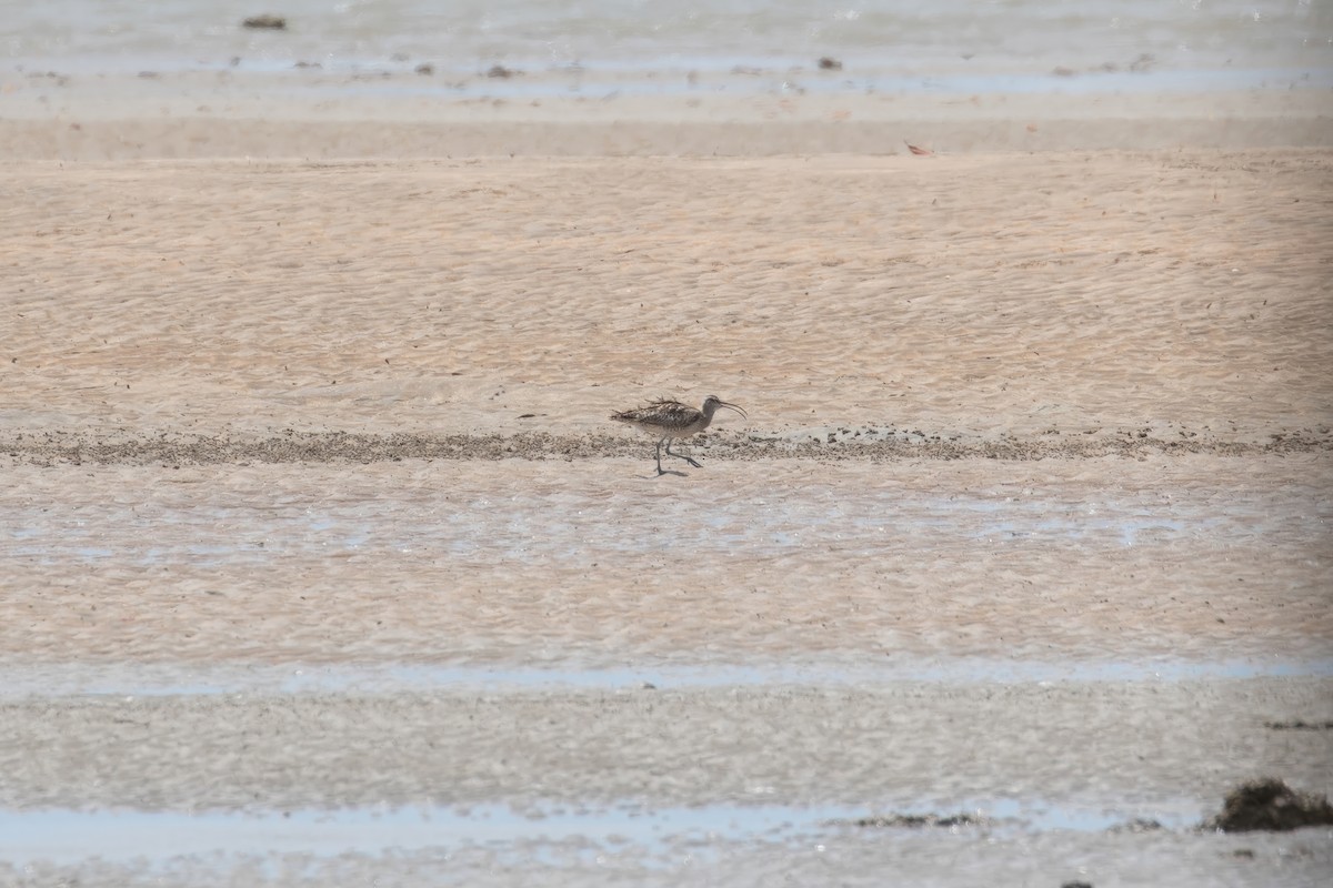 Whimbrel (Siberian) - ML624135912