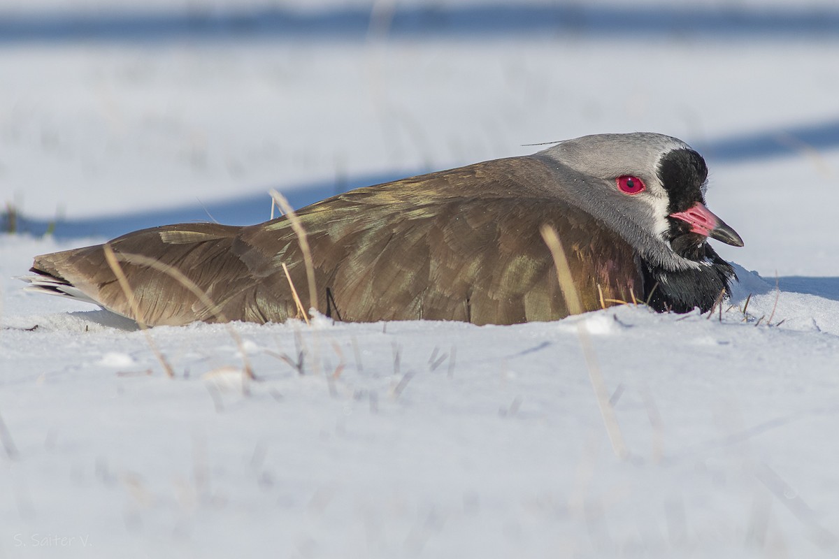 Southern Lapwing (chilensis/fretensis) - ML624135922