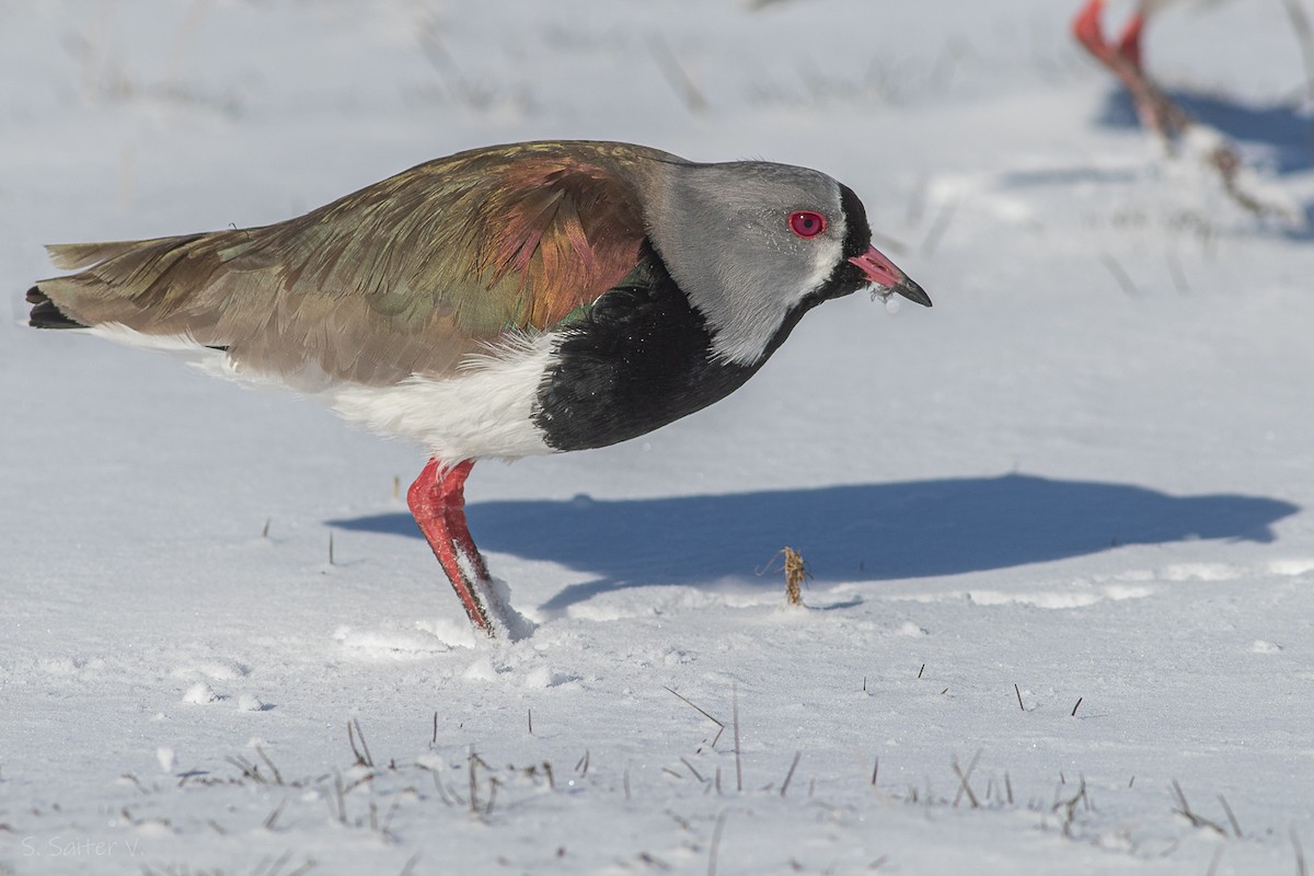 Southern Lapwing (chilensis/fretensis) - Sebastián Saiter Villagrán