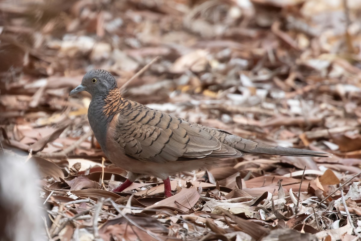 Bar-shouldered Dove - ML624135934