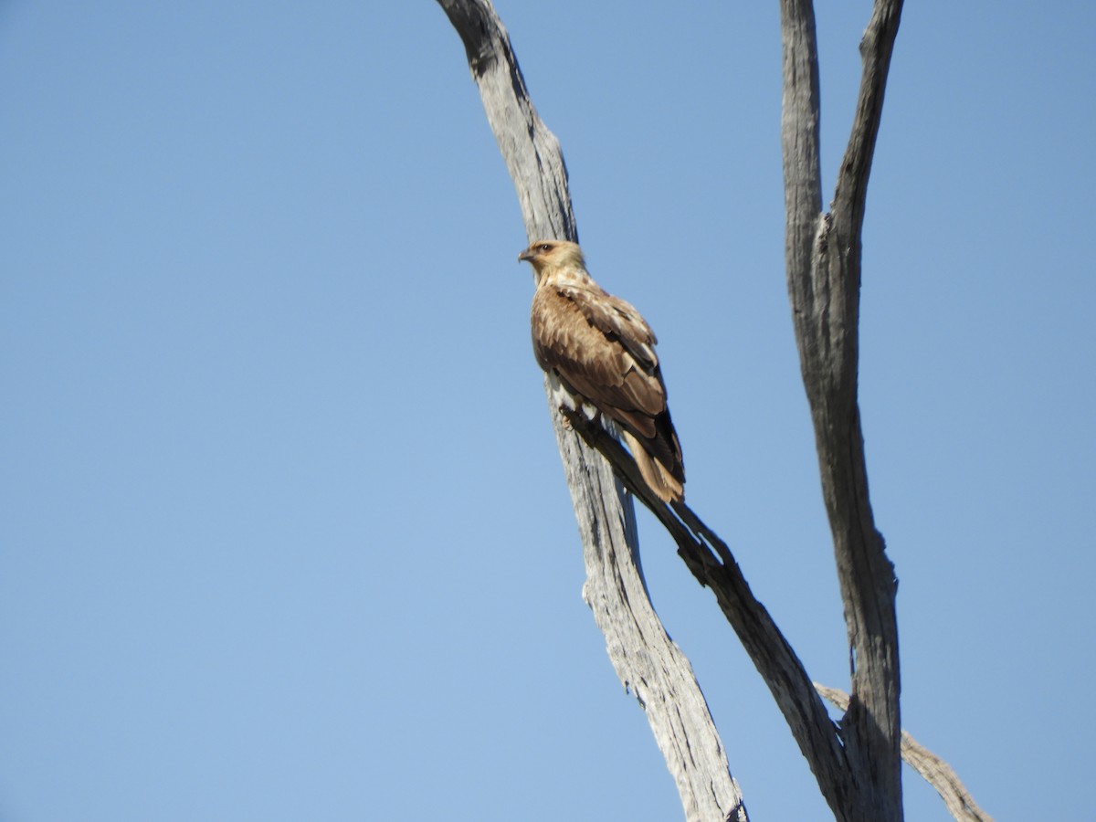 Whistling Kite - ML624135970