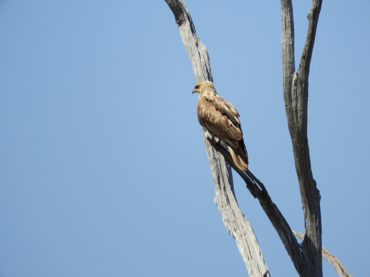 Whistling Kite - ML624135971