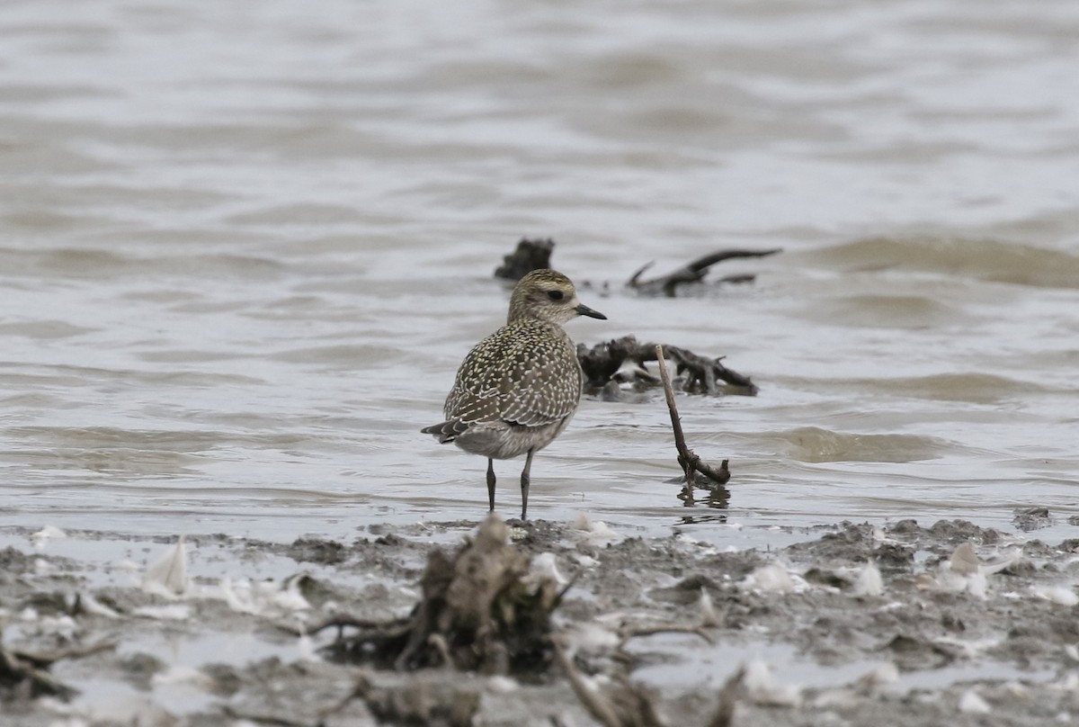 American Golden-Plover - Mary Backus