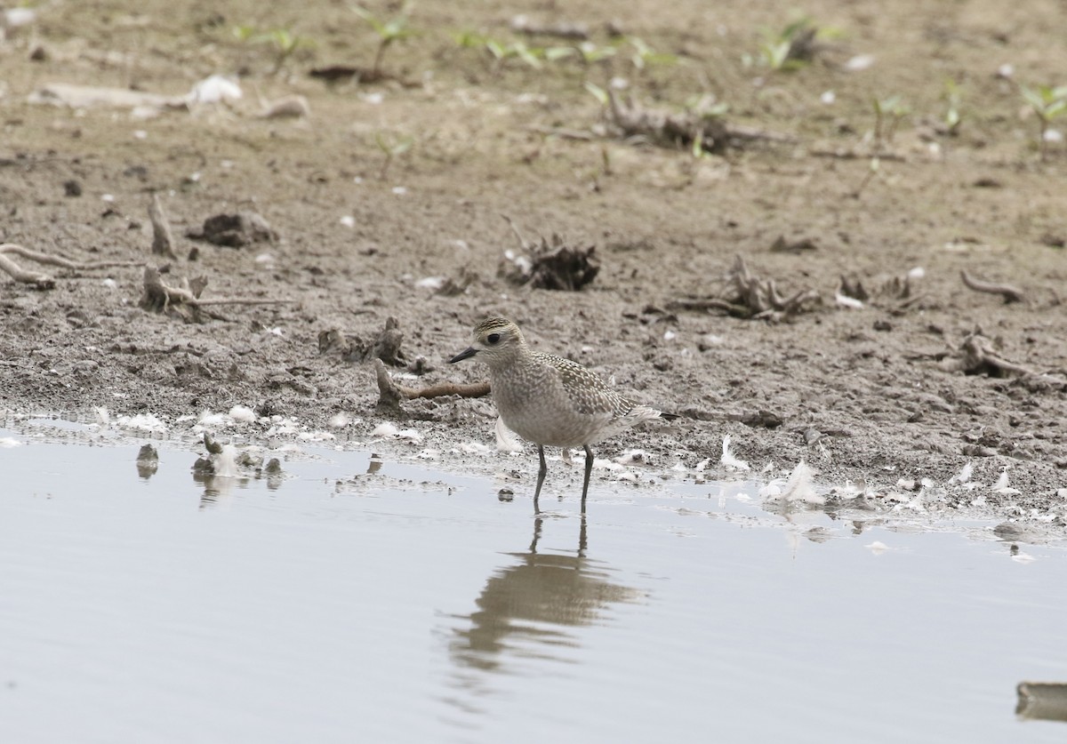 American Golden-Plover - ML624136047