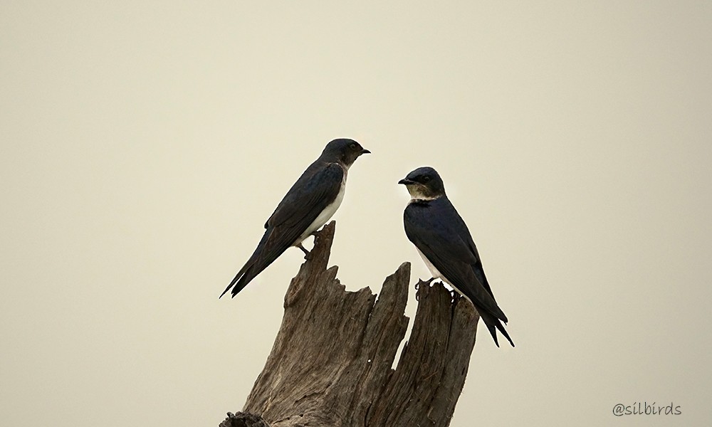 Gray-breasted Martin - ML624136093