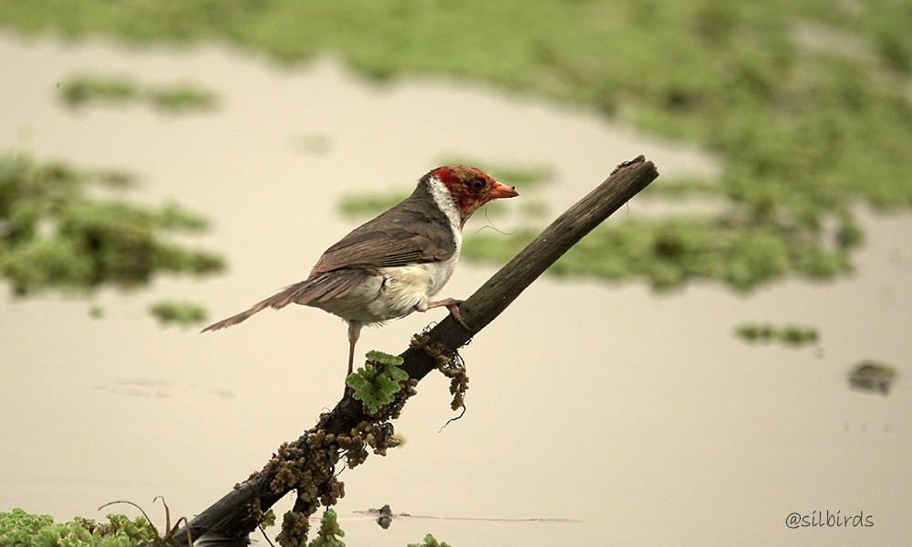 Yellow-billed Cardinal - ML624136112