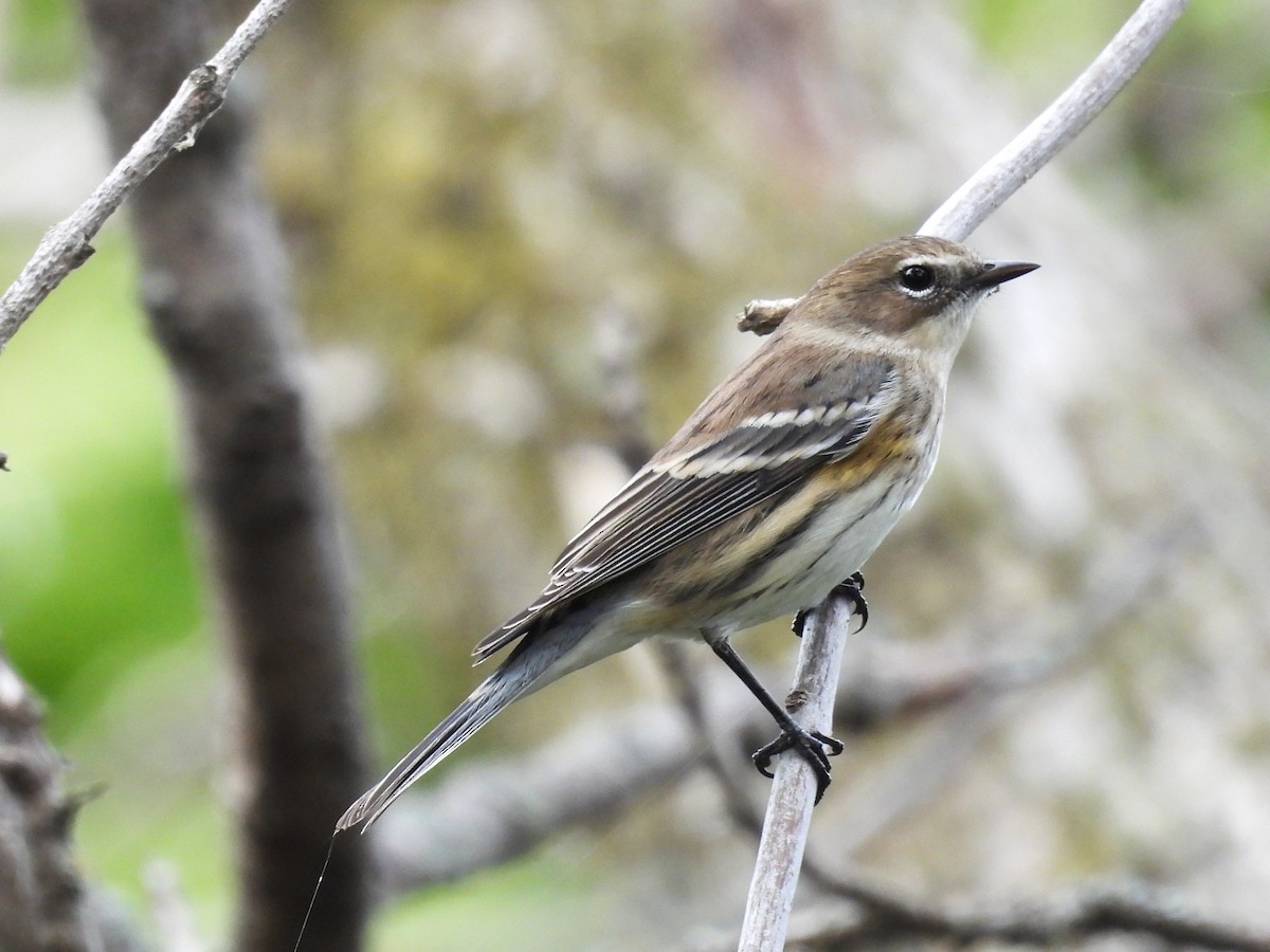 Reinita Coronada (coronata) - ML624136115