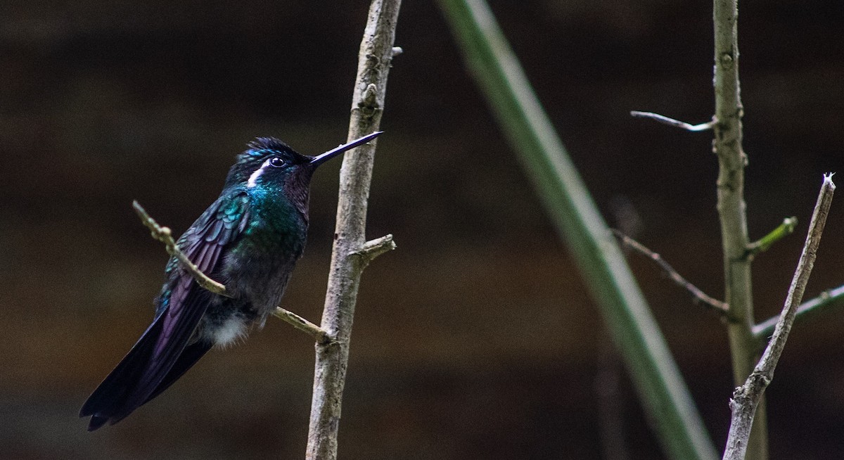 Purple-throated Mountain-gem - ML624136142