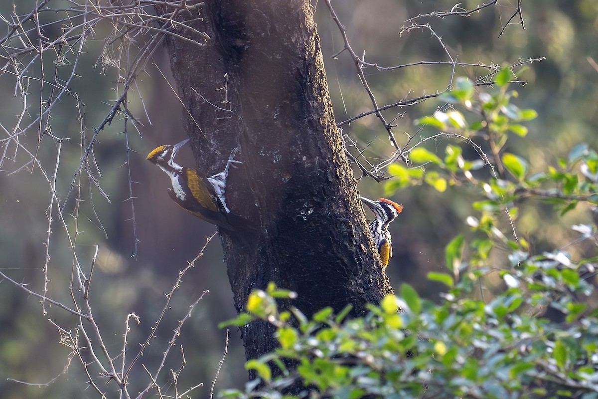 White-naped Woodpecker - ML624136152