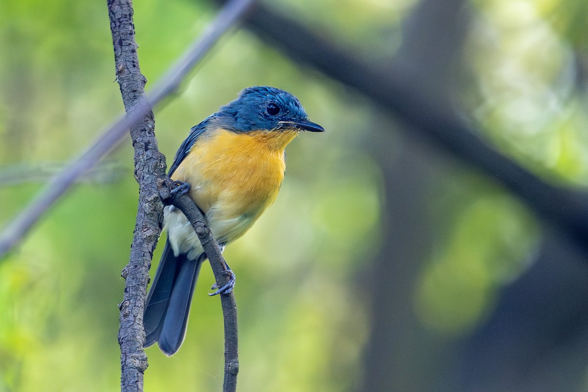 Tickell's Blue Flycatcher - Arijit Banerjee