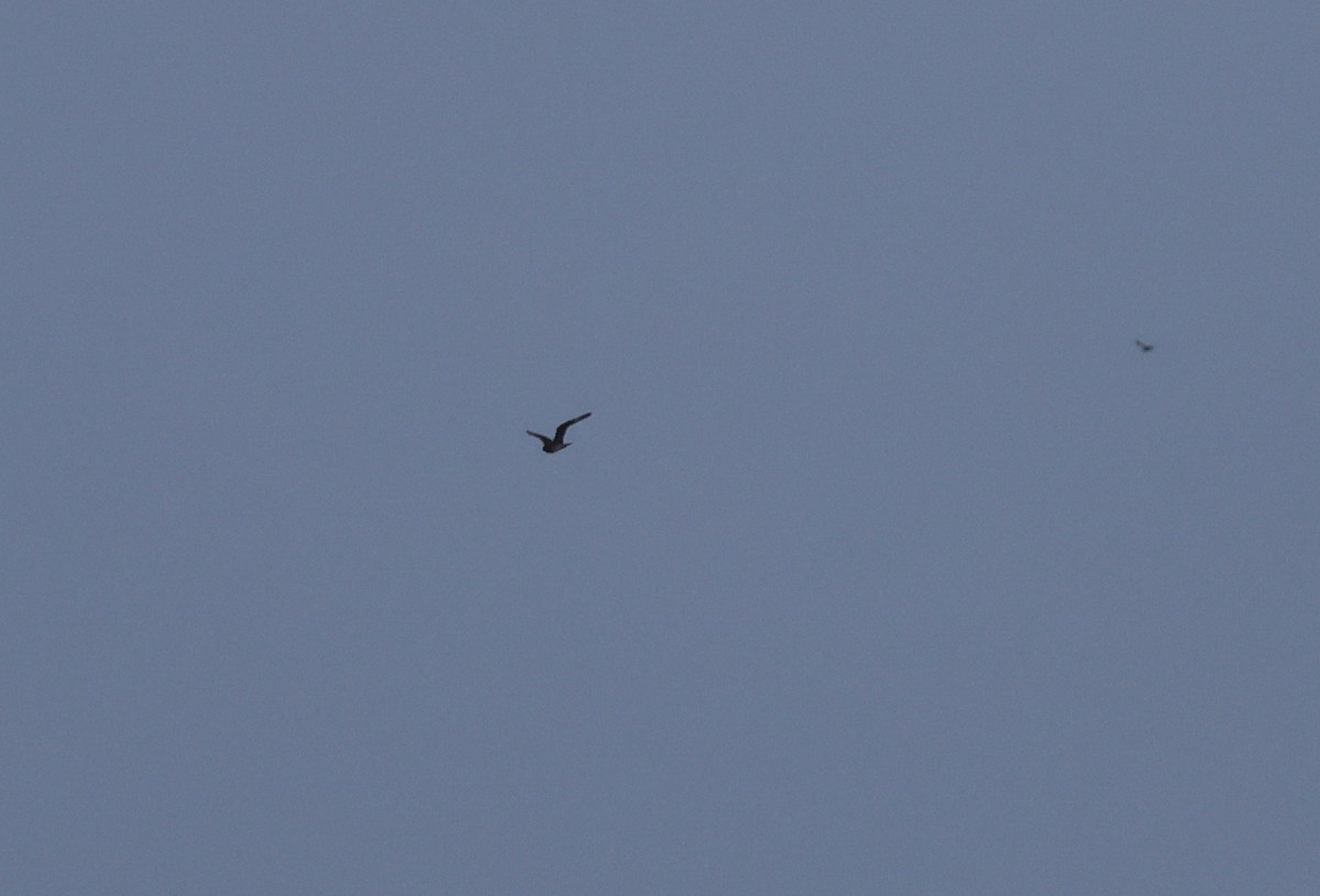 Parasitic Jaeger - Peter Crosson