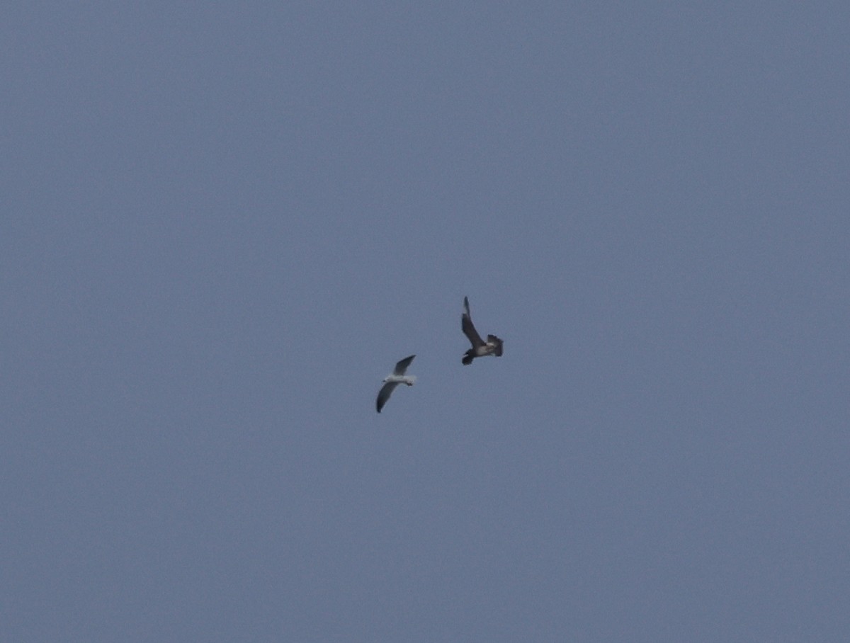 Parasitic Jaeger - Peter Crosson