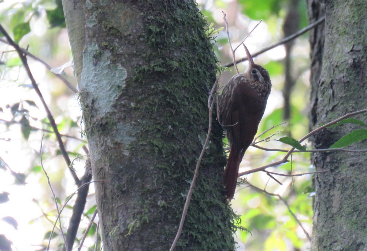 Lesser Woodcreeper - ML624136179