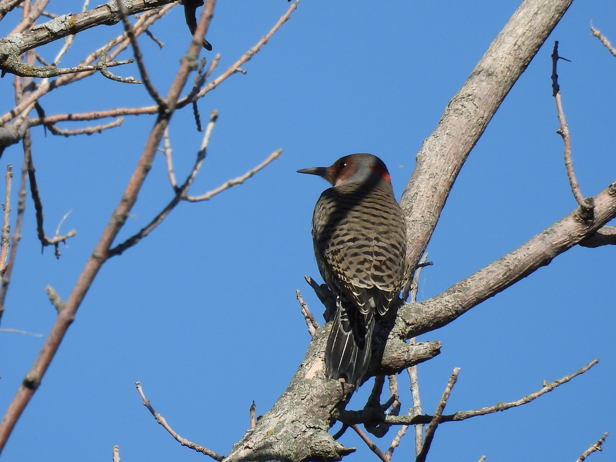 Northern Flicker (Yellow-shafted) - Clayton Will