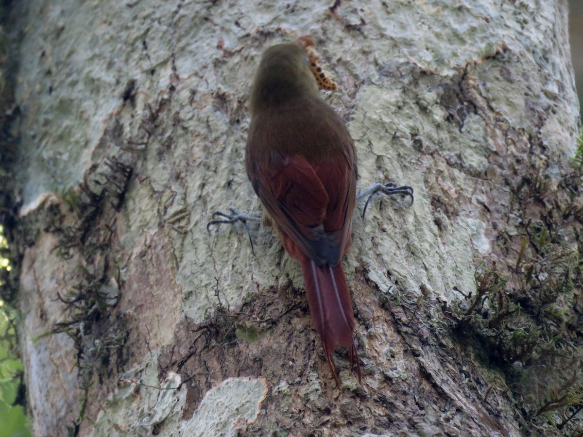 Olivaceous Woodcreeper - ML624136182