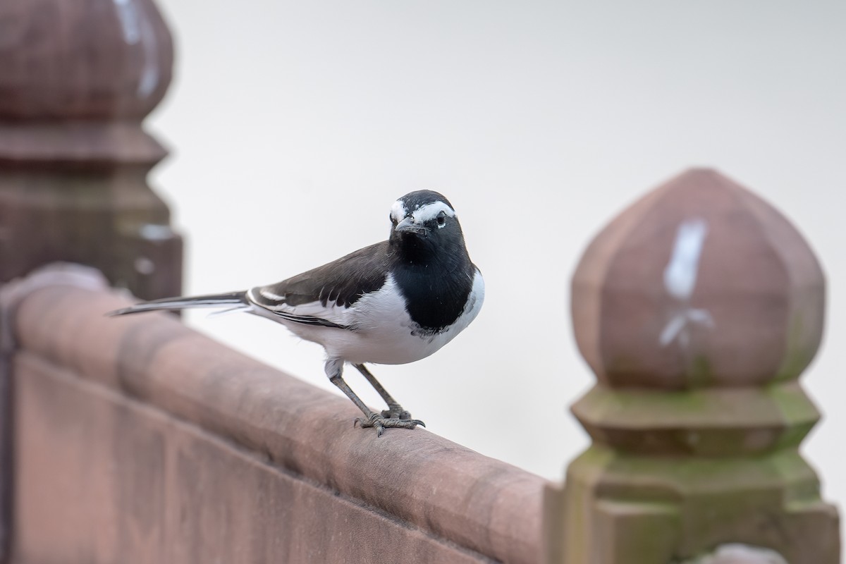 White-browed Wagtail - ML624136188