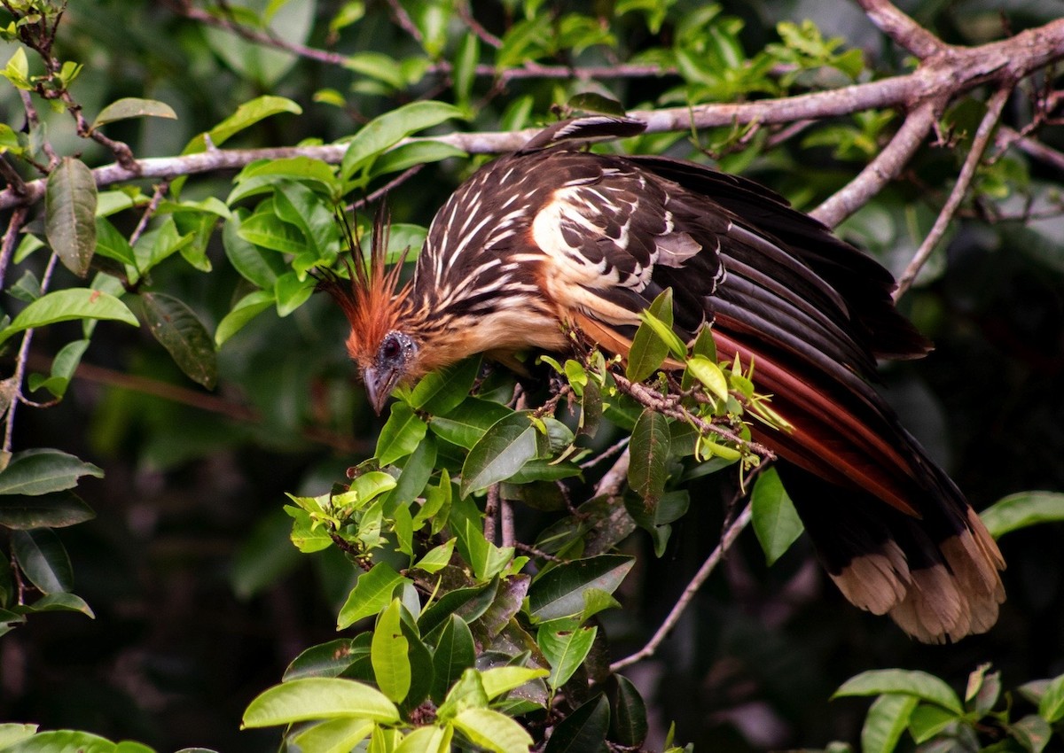 Hoatzin - ML624136201