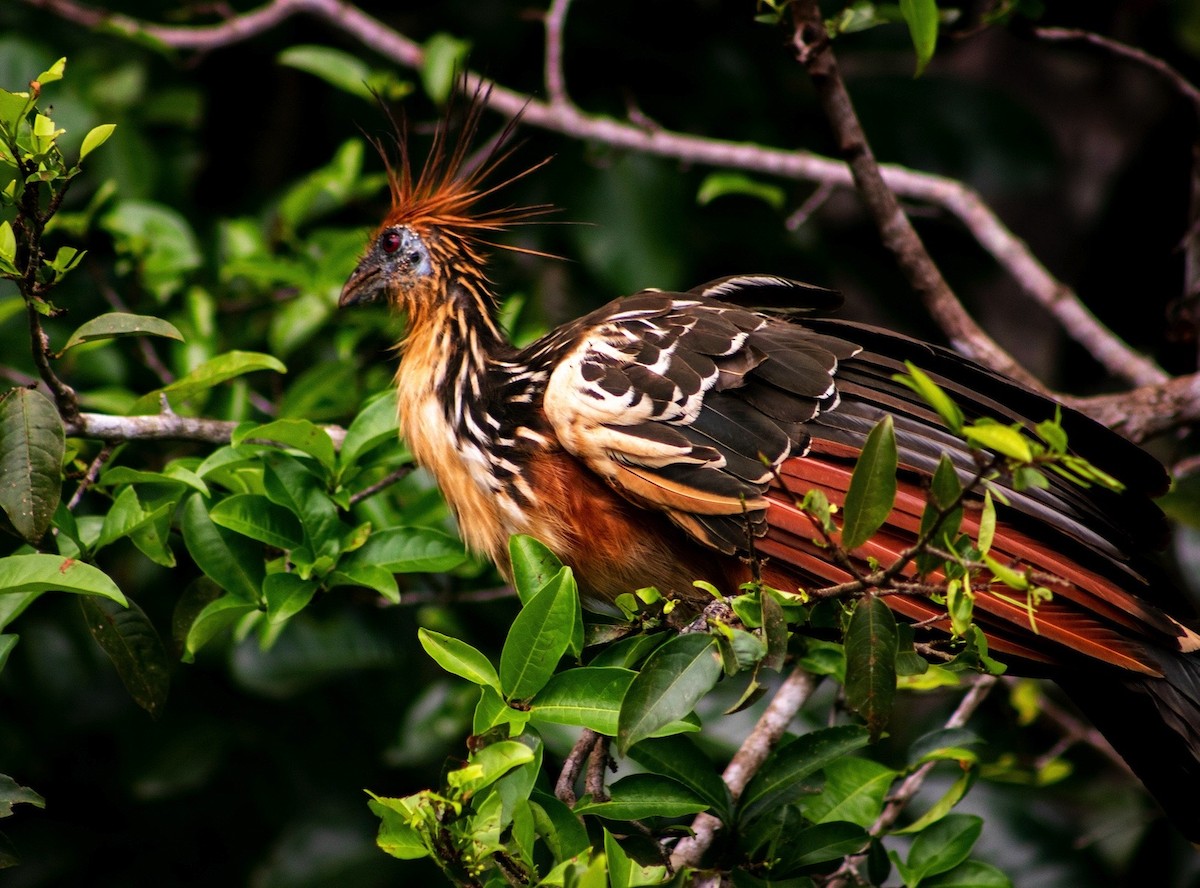 Hoatzin - ML624136202