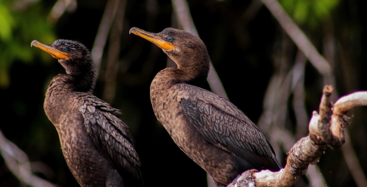 Neotropic Cormorant - ML624136208