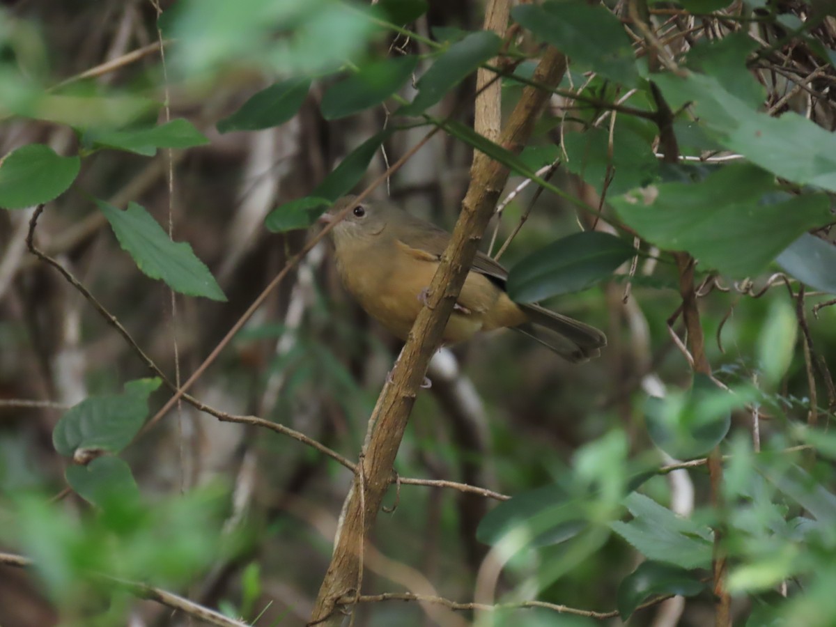 Rufous Shrikethrush - ML624136219