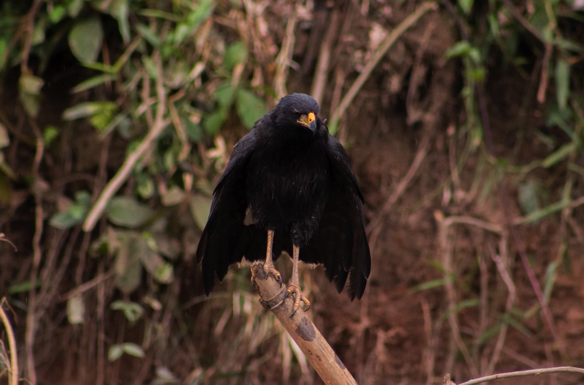 Great Black Hawk - ML624136227