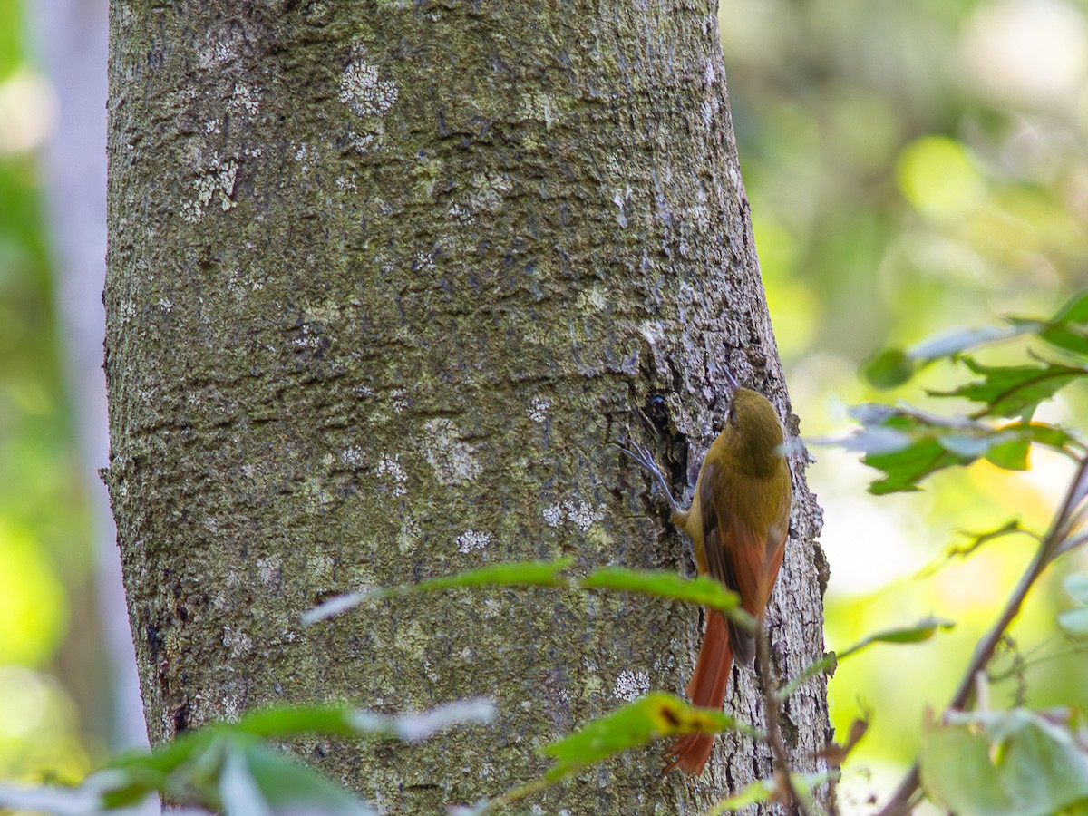 Olivaceous Woodcreeper - ML624136232