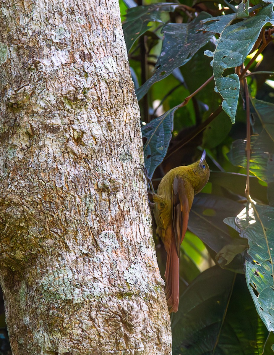 Olivaceous Woodcreeper - ML624136233