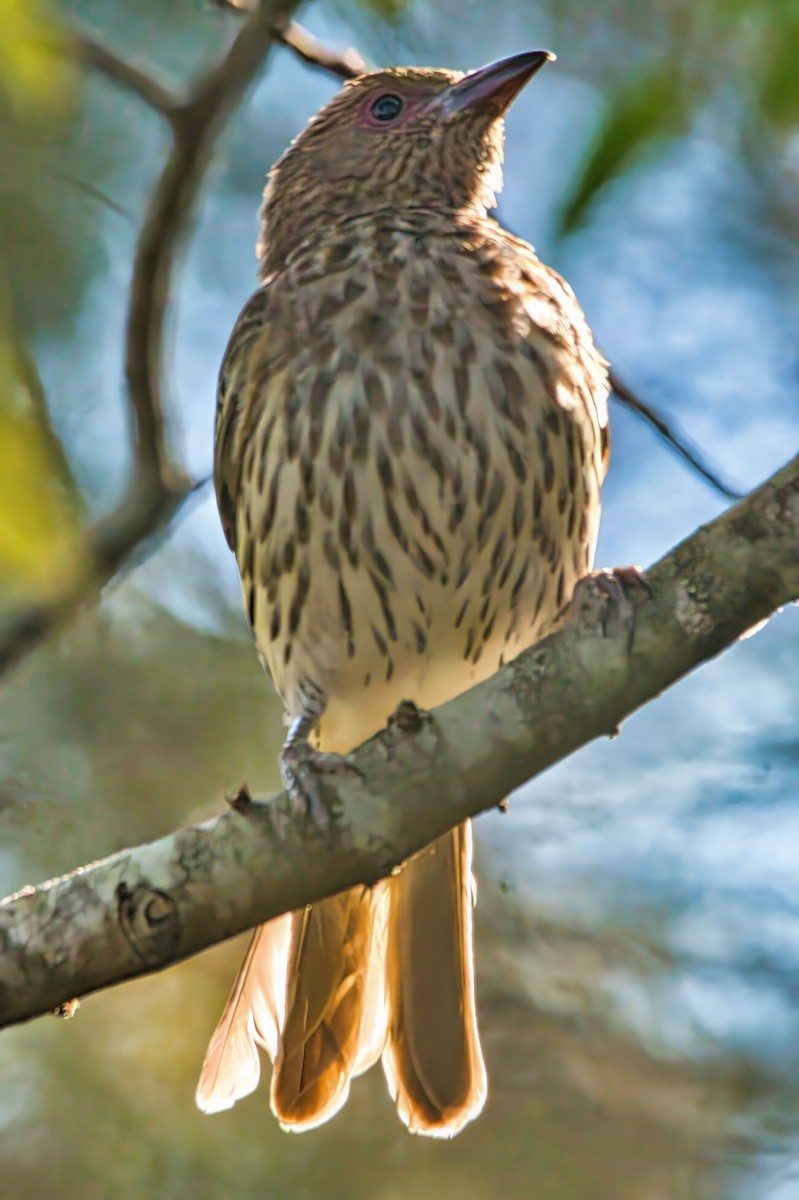 Australasian Figbird - ML624136235