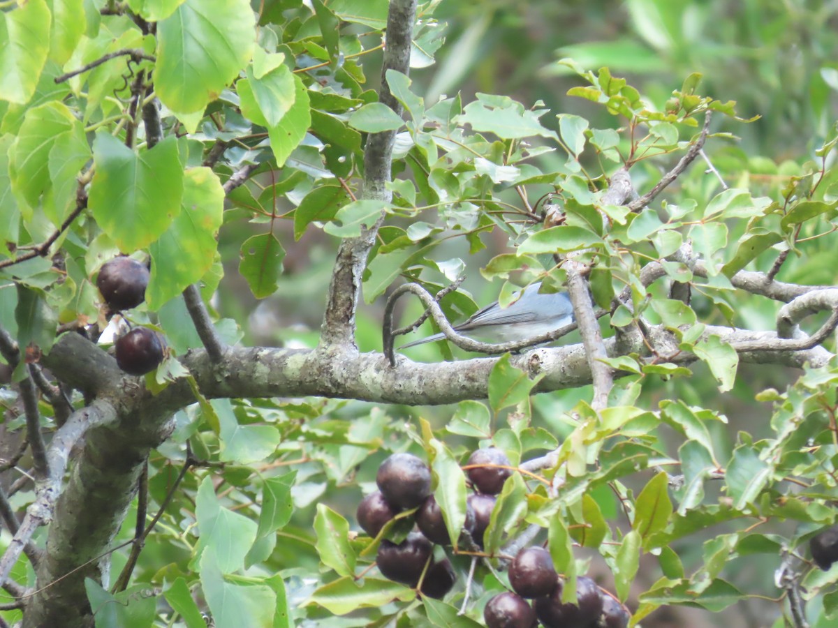 Leaden Flycatcher - ML624136236