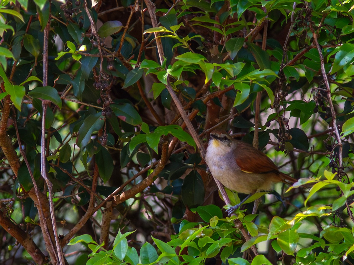 Yellow-chinned Spinetail - ML624136241