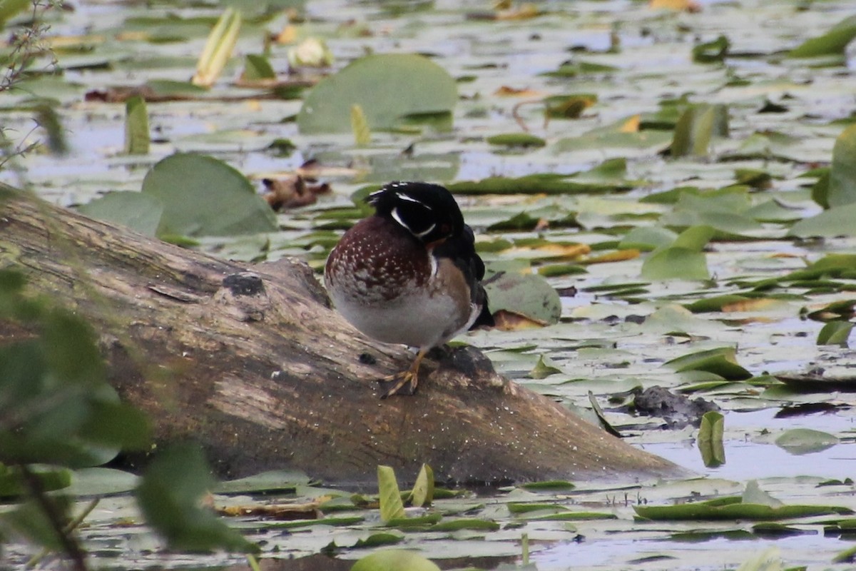 Wood Duck - ML624136250
