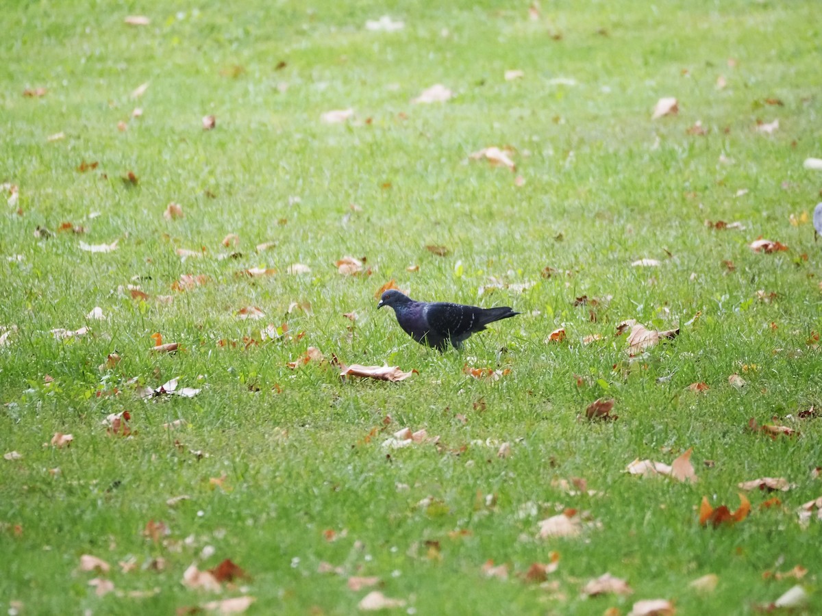 Rock Pigeon (Feral Pigeon) - ML624136256