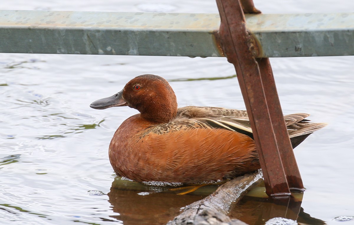 Cinnamon Teal - ML624136257