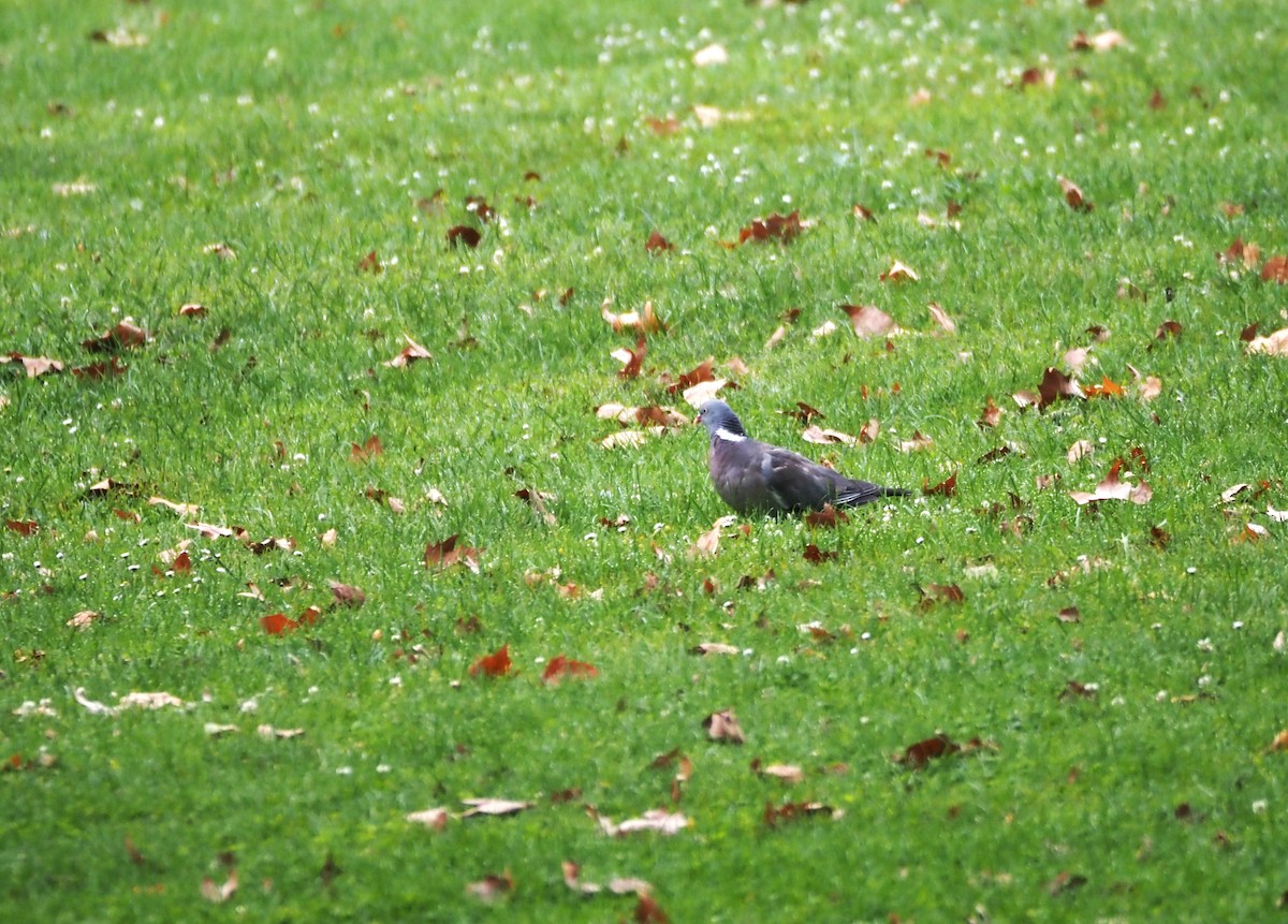 Common Wood-Pigeon (White-necked) - ML624136259